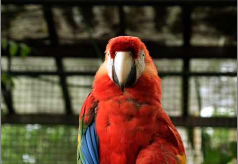 Animaux #04
