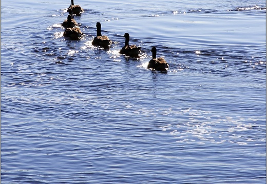 Ottawa #15 (12632 visites) Ottawa #15