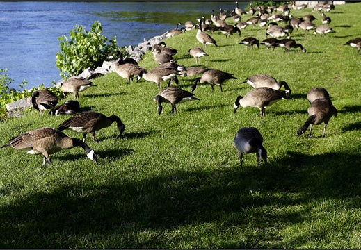 Ottawa #21 (10676 visites) Ottawa #21
