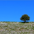 Arbre, Grèce #01 (7106 visites) Arbre, Grèce #01