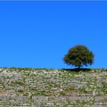 Arbre, Grèce #01