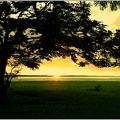 Arbre, Guyane #04 (6495 visites) Arbre, Guyane #04