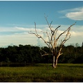 Arbre, Guyane #05