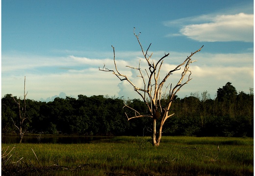 Arbre, Guyane #05