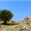 Arbre, Grèce #06 (7111 visites) Arbre, Grèce #06