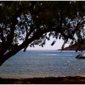 Arbre, Grèce #08 (7402 visites) Arbre, Grèce #08