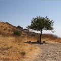 Arbre, Grèce #10 (6115 visites) Arbre, Grèce #10