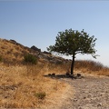 Arbre, Grèce #10