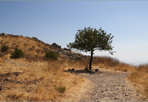 Arbre, Grèce #10 (5906 visites) Arbre, Grèce #10