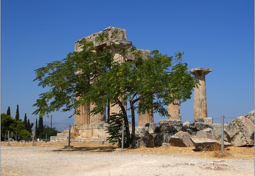 Arbre, Grèce #11 (6736 visites) Arbre, Grèce #11