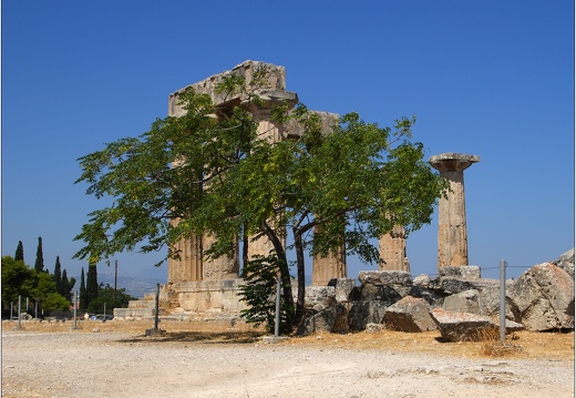 Arbre, Grèce #11