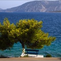 Arbre, Grèce #12 (6959 visites) Arbre, Grèce #12
