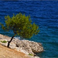 Arbre, Grèce #13 (7308 visites) Arbre, Grèce #13