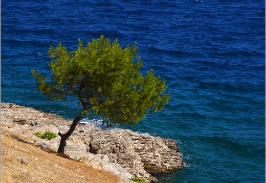Arbre, Grèce #13 (7118 visites) Arbre, Grèce #13