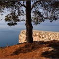 Arbre, Grèce #14 (6846 visites) Arbre, Grèce #14