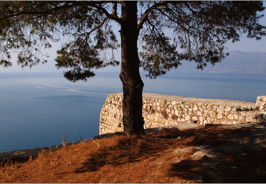 Arbre, Grèce #14 (6670 visites) Arbre, Grèce #14