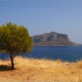 Arbre, Grèce #15 (5869 visites) Arbre, Grèce #15