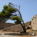 Arbre, Grèce #17 (6858 visites) Arbre, Grèce #17