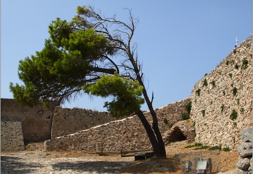 Arbre, Grèce #17 (6653 visites) Arbre, Grèce #17
