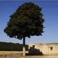 Arbre, Grèce #18 (5727 visites) Arbre, Grèce #18